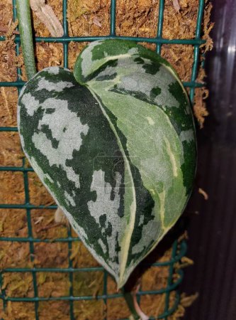 Close up of a beautiful white and green marbled leaf of Scindapsus Mayari Variegated , a rare and popular shingling houseplant