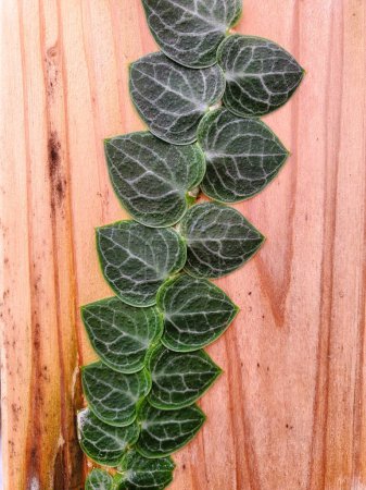 Nahaufnahme der dunkelgrünen Blätter von Rhaphidophora Cryptantha auf einer Holzplanke, einer seltenen und schindelförmigen Pflanze
