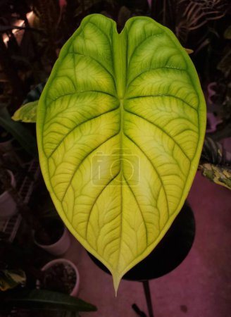 A vibrant yellow and green leaf of Alocasia Dragon Scale variegated plant