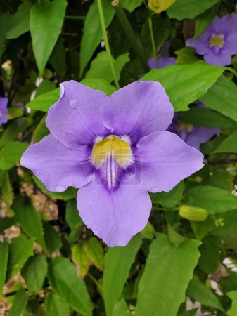 Closeup of the purple flower of Bengal Clockvine, with scientific name Thunbergia grandiflora