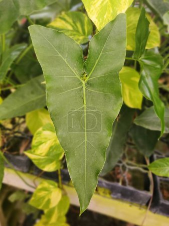 Ein grünes und langes Blatt von Philodendron Ruckus, einer seltenen tropischen Pflanze