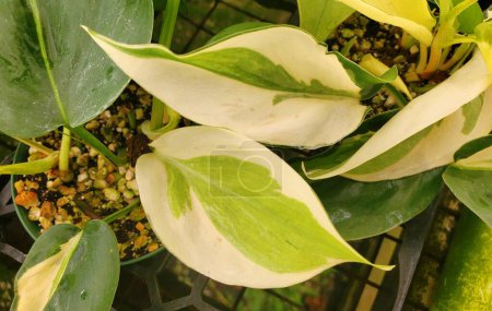 Beautiful variegated leaves of Philodendron Hederaceum Gabby, a rare and expensive houseplant