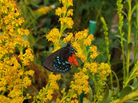 Closeup of Atala hairstreak butterfly pollinating wild yellow flowers