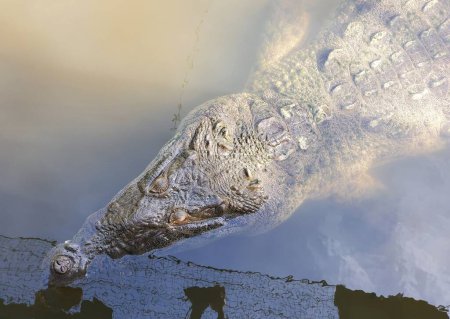 Closeup of an American crocodile on the surface of the water at Brevard Zoo, Melbourne, Florida, U.S.A