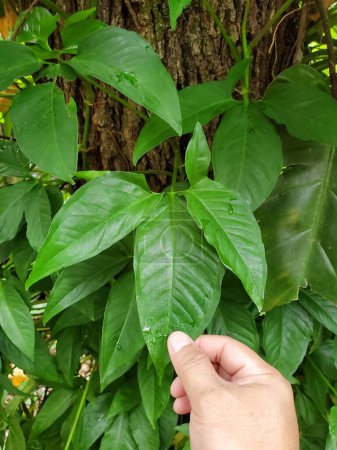 The green leaves of Syngonium podophyllum, a wild tropical climbing plant