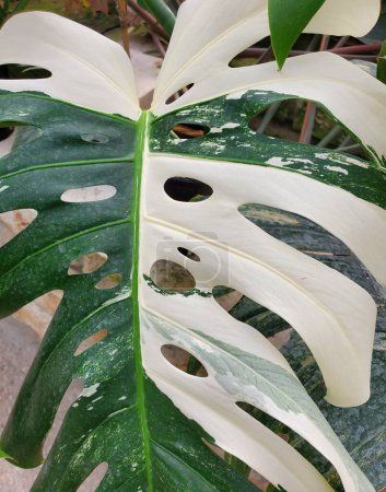 Ein wunderschönes buntes Blatt der Monstera Albo Borsigiana, einer teuren und beliebten exotischen Zimmerpflanze