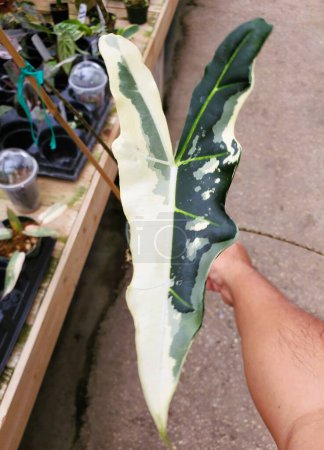Nahaufnahme eines schönen weißen grünen Blattes von Alocasia Sarian bunt