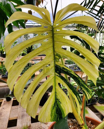Nahaufnahme eines stark variierten Blattes der Minze Monstera Deliciosa, einer beliebten tropischen Pflanze