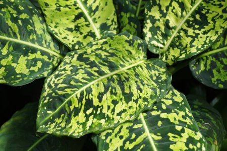 Closeup of the beautiful pattern on Dieffenbachia Reflector leaves