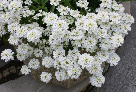 White candytuft 'Snowsurfer Forte' flowers blooming in the Spring