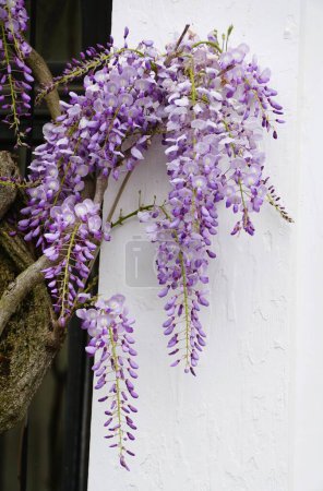 Primer plano de flores de glicina floribunda púrpura en una pared blanca