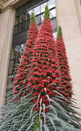 Turm der Juwelen Pflanze mit winzigen roten Blüten, auch bekannt mit wissenschaftlichem Namen Echium Wildpretii