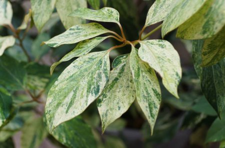 Closeup of the variegated green and cream leaves of Neolitsea Sericea