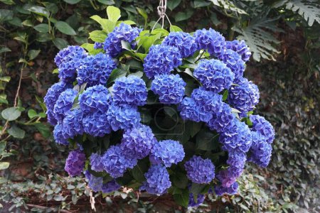 The hanging round shape of Bigleaf hydrangea blue flowers at full bloom