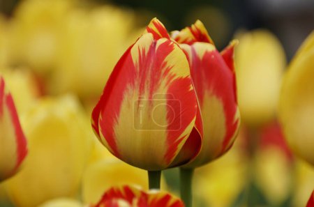 Beautiful red and yellow Darwin Hybrid tulip flower