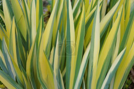 Closeup of the variegated yellow and green leaves of Sweet Iris Pallida