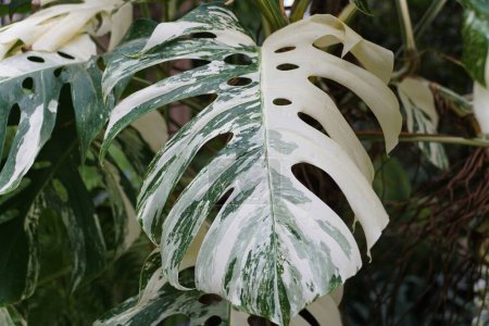 Closeup of the highly variegated leaf of Monstera Borsigiana Albo
