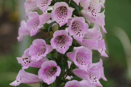 Beautiful tiny purple freckles of Mixed Cultivars Foxglove flowers