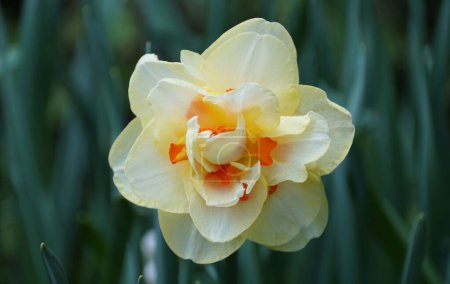 Primer plano de la hermosa flor de narciso doble en plena floración en la primavera