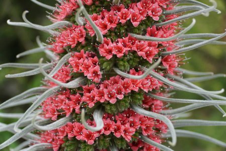 Nahaufnahme der winzigen roten Blüten des Juwelenturms, der auch unter dem wissenschaftlichen Namen Echium Wildpretii bekannt ist