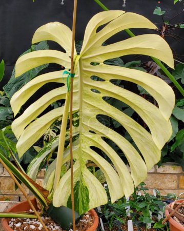 Die Rückseite eines stark variierten Blattes der Monstera Deliciosa Minze, einer beliebten tropischen Pflanze