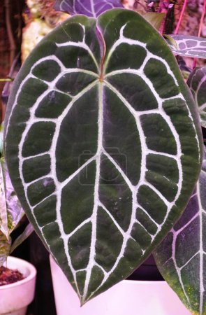 Nahaufnahme des dunkelgrünen Liebesformblattes von Anthurium Hybrid mit weißen Adern
