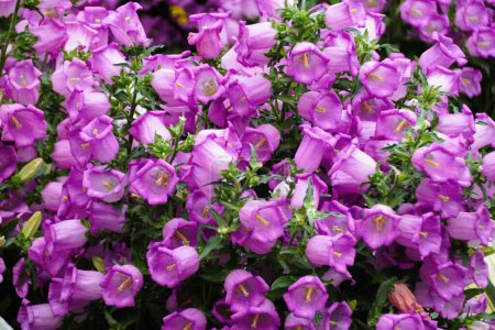Hermosos racimos de flores 'Campana Lilac' de Canterbury Bells