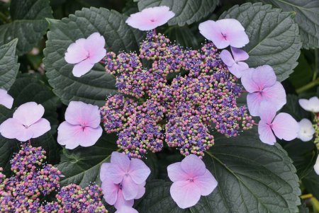 Closeup of the light purple color of Lacecap Hydrangea at full bloom