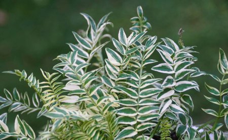 Las abigarradas hojas blancas y verdes del Polemonium Caeruleum Brise d 'Anjou, una planta perenne