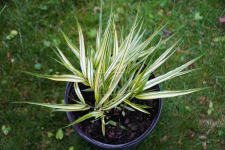 The variegated white and green leaves of Japanese Hakone Grass 'Aureola'