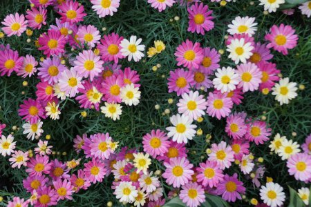 Beautiful tiny pink flowers of Marguerite 'Simply Coral'