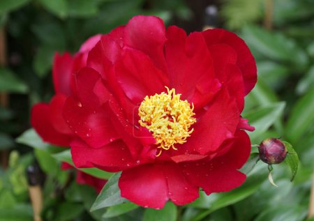 Beautiful red flower of Herbaceous Peony 'Topeka Garnet'