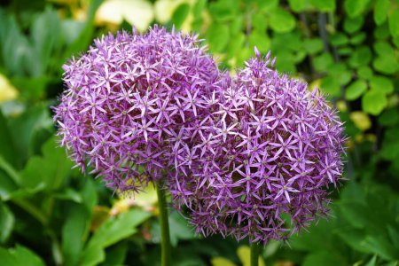 Photo for Double blooms of 'Purple Sensation' Allium flowers - Royalty Free Image