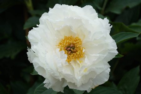 Belle fleur blanche de pivoine herbacée 'Petite Porcelaine' à pleine floraison