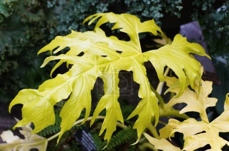 Stunning golden leaf color of Philodendron Warscewiczii Aurea