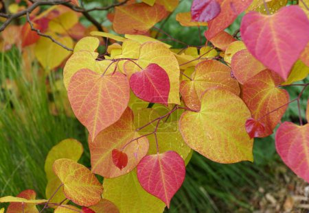 Die lebendigen Blätter Farben der American Redbud Flame Thrower Baum