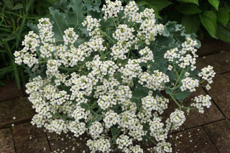 Tiny white flowers of Sea Kale, also known with scientific name Crambe maritima
