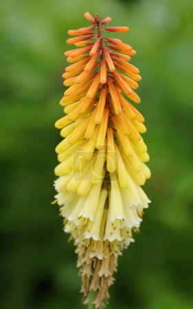 Closeup of the Red-Hot-Poker 'Dries' flower with scientific name Kniphofia
