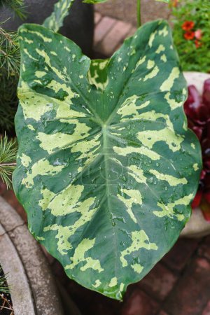 Beautiful green and white speckled leaves of Alocasia Hilo Beauty