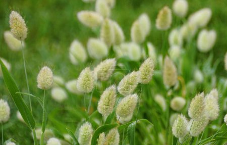 Closeup of the Hare's-Tail Grass with scientific name Lagurus ovatus
