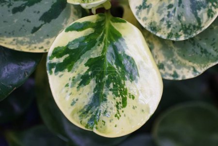 Closeup of the green and white variegated leaf of Oval-Leaf Peperomia Obtusifolia plant