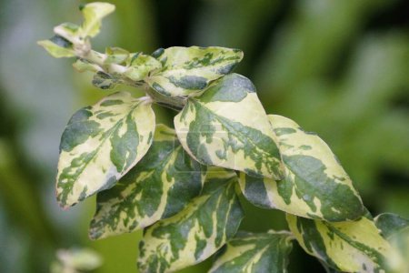 Beautiful green and white variegated leaves of Slipper Spurge 'Splish Splash'