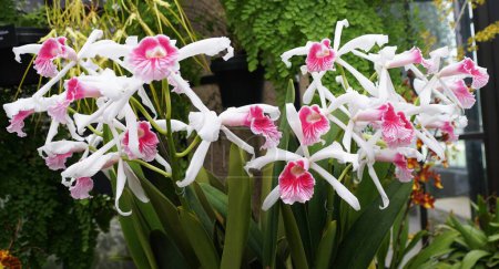 White and pink orchids of Cattleya Purpurata Carnea form