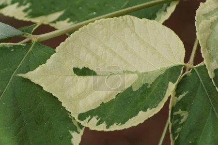 Weiße und grüne Blätter der japanischen Aralia Elata Variegata