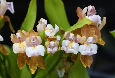 Nahaufnahme der hellbraunen und violetten Farbe von Aspasia epidendroides Orchideenblüten