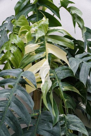 The matured leaves of Epipremnum Pinnatum Albo, a popular tropical plant