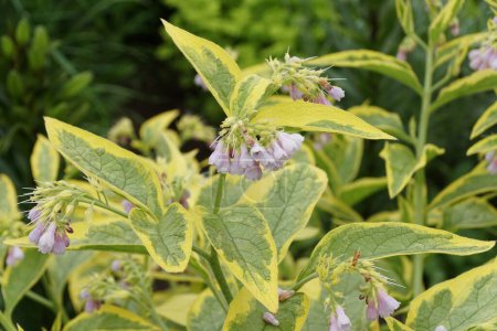 Feuilles vertes et jaunes de la plante Comfrey 'Axminster Gold' aux fleurs violet clair