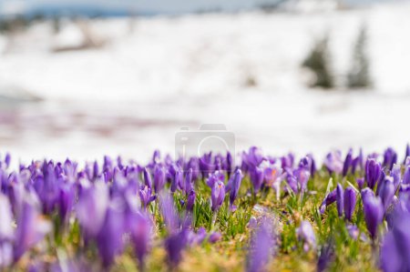 Téléchargez les photos : Vue majestueuse sur les crocus printaniers fleuris poussant de la neige tardive dans les montagnes. Velika planina, Slovénie. - en image libre de droit