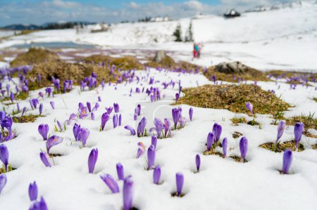 Téléchargez les photos : Vue majestueuse sur les crocus printaniers fleuris poussant de la neige tardive dans les montagnes. Velika planina, Slovénie. - en image libre de droit