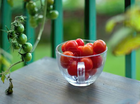 Téléchargez les photos : Tomates cerises rouge foncé dans un bocal en verre sur une table en bois. À côté de lui une vrille avec des tomates cerises vertes non mûres sur une plante de tomate. Fond très doux avec Bookeh. - en image libre de droit